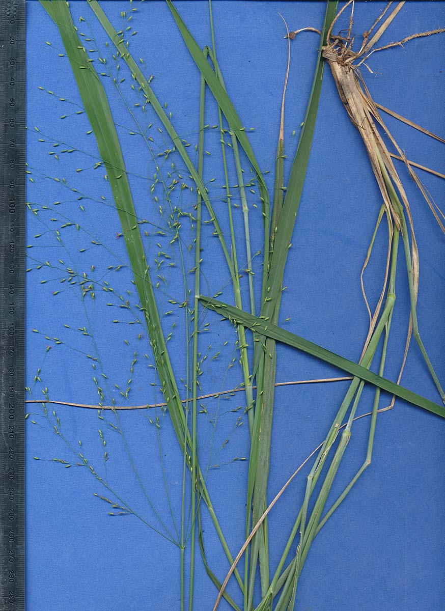 Panicum maximum Panicum maximum