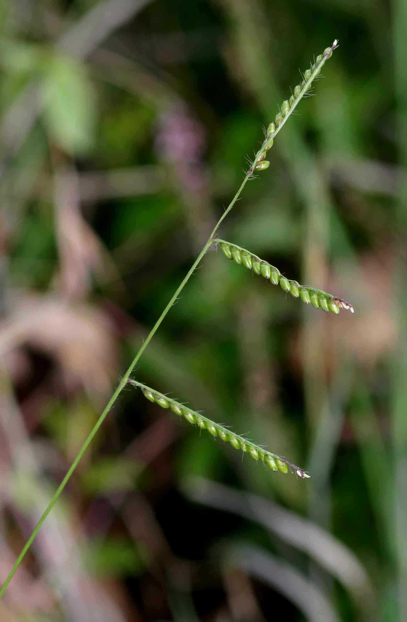 Urochloa brizantha