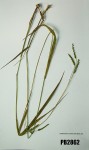 Urochloa brizantha