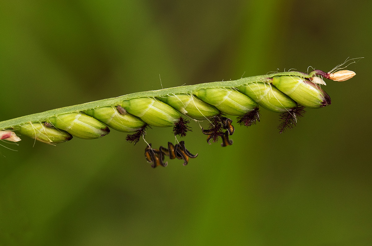 Urochloa brizantha
