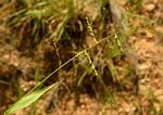 Urochloa deflexa