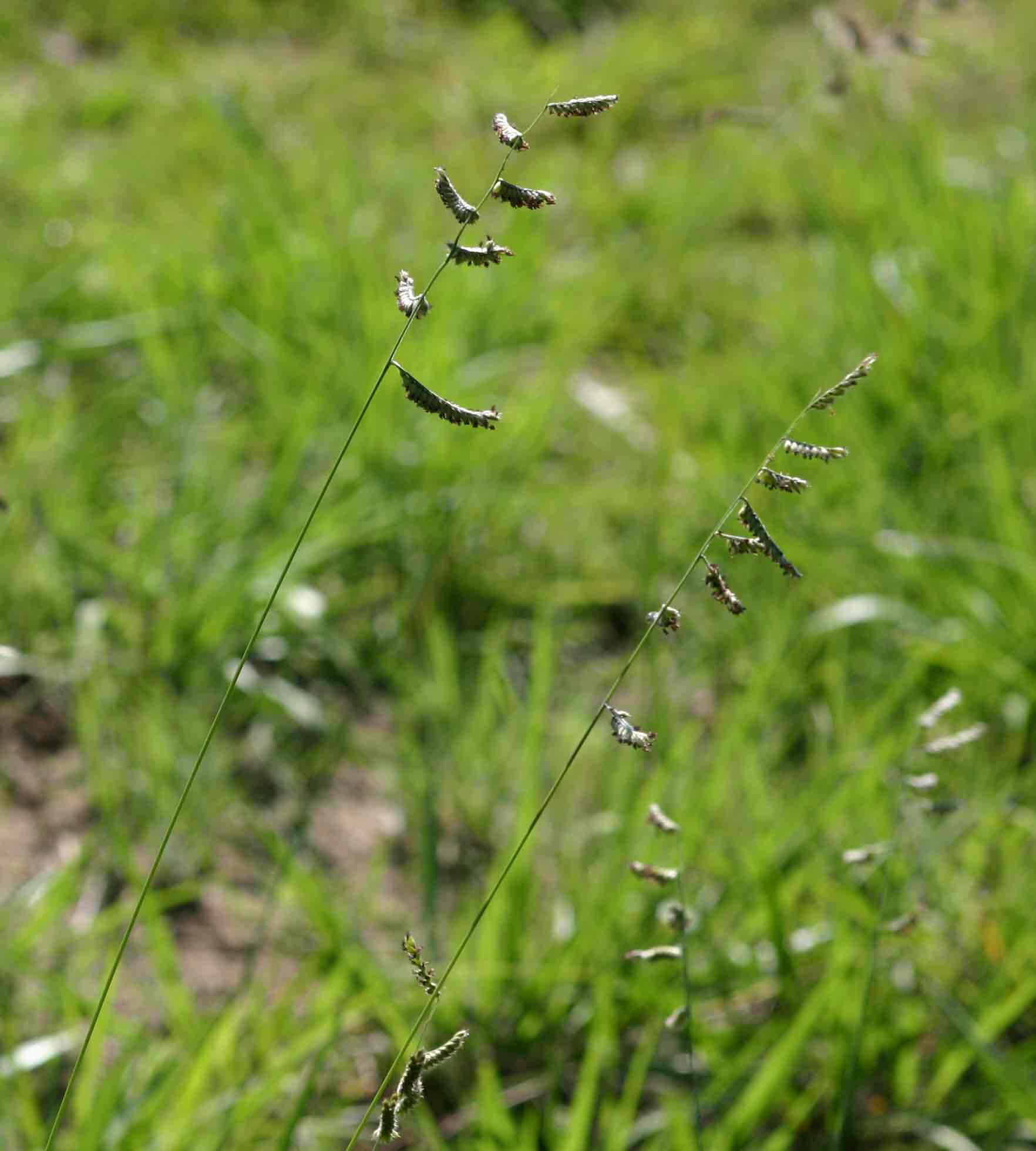 Urochloa nigropedata