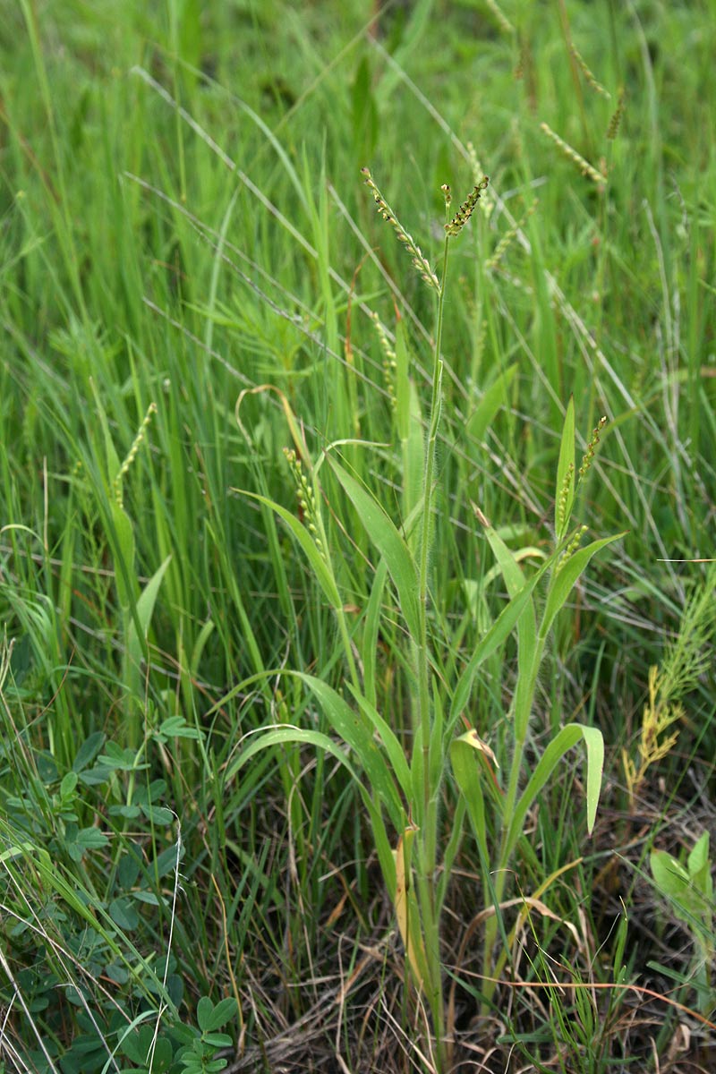 Urochloa xantholeuca