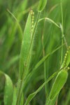 Urochloa xantholeuca