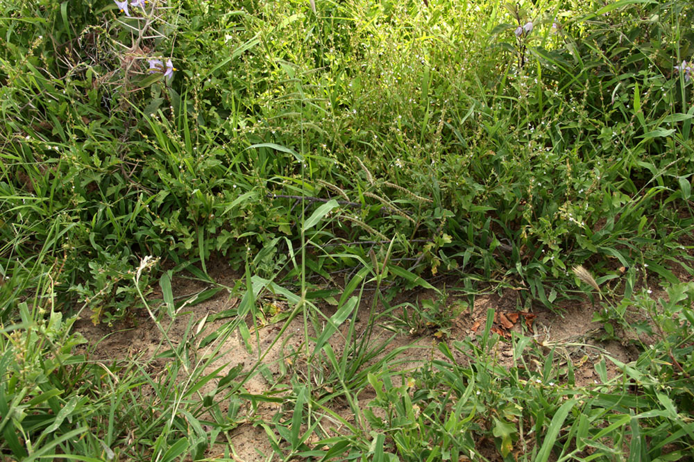 Urochloa trichopus Urochloa trichopus