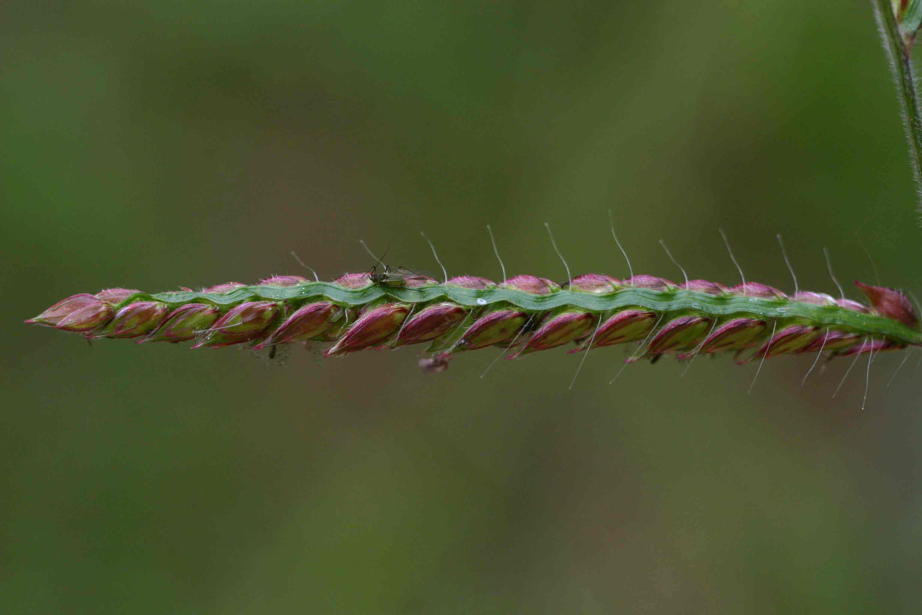 Urochloa trichopus