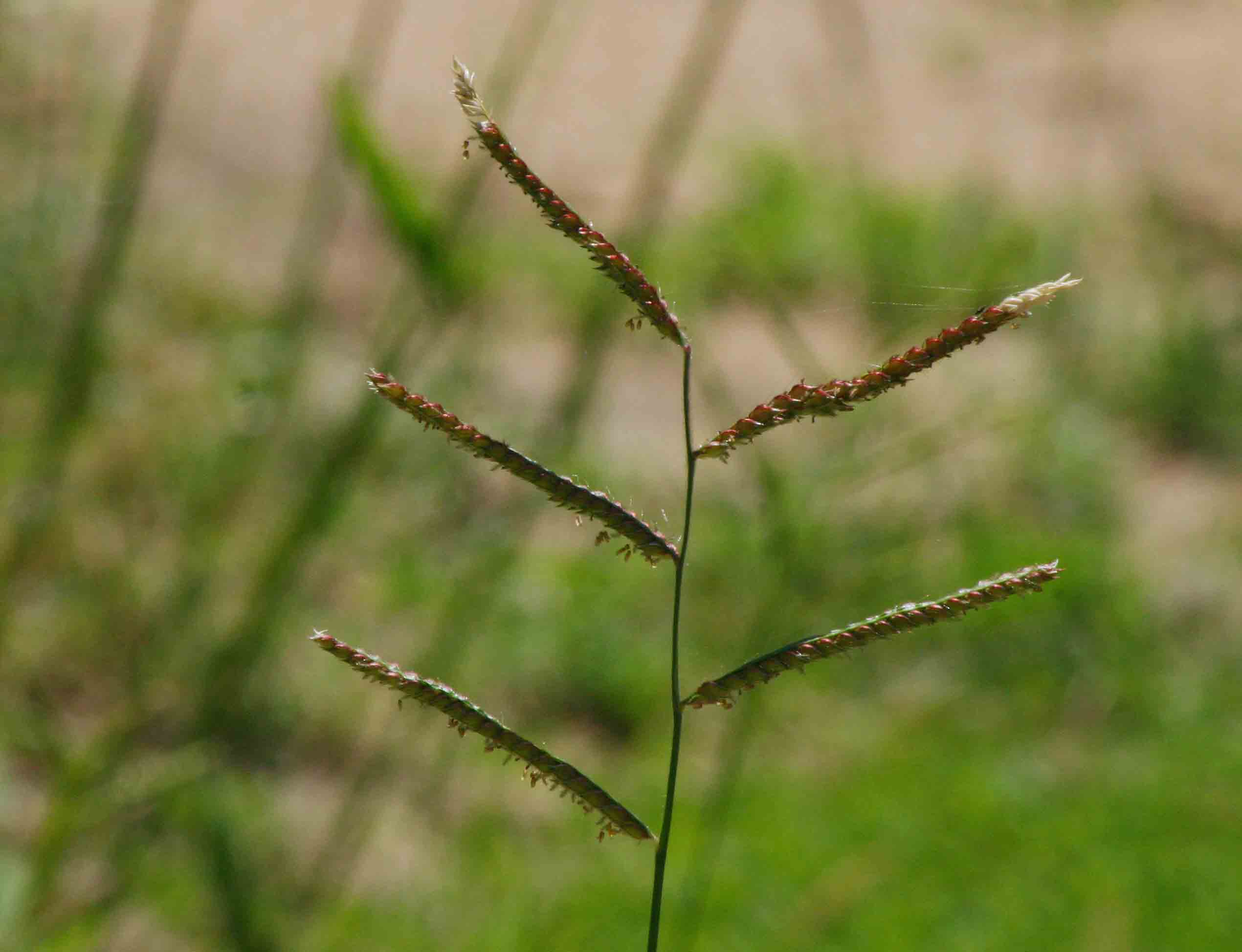 Urochloa trichopus Urochloa trichopus
