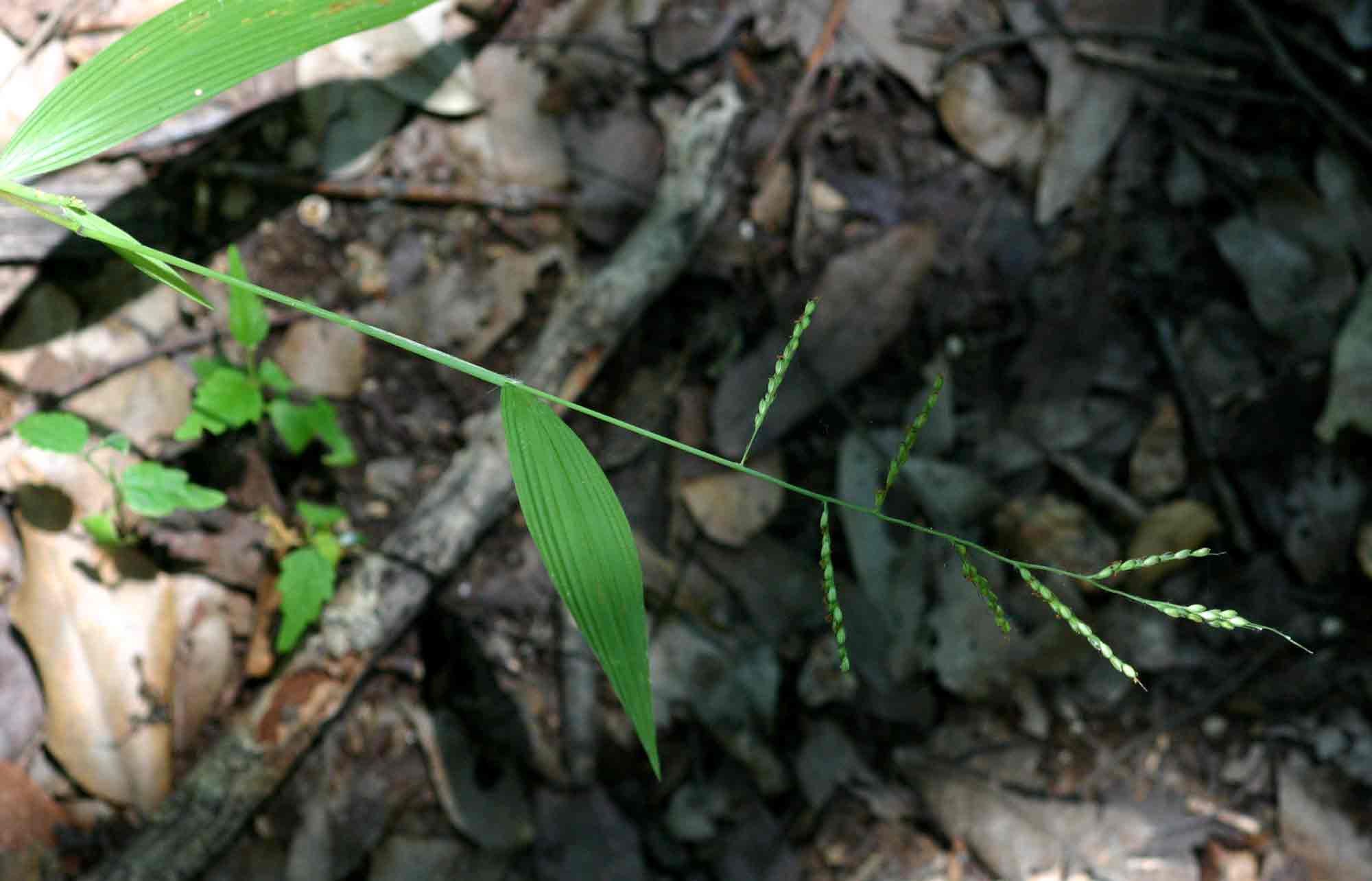 Setaria homonyma