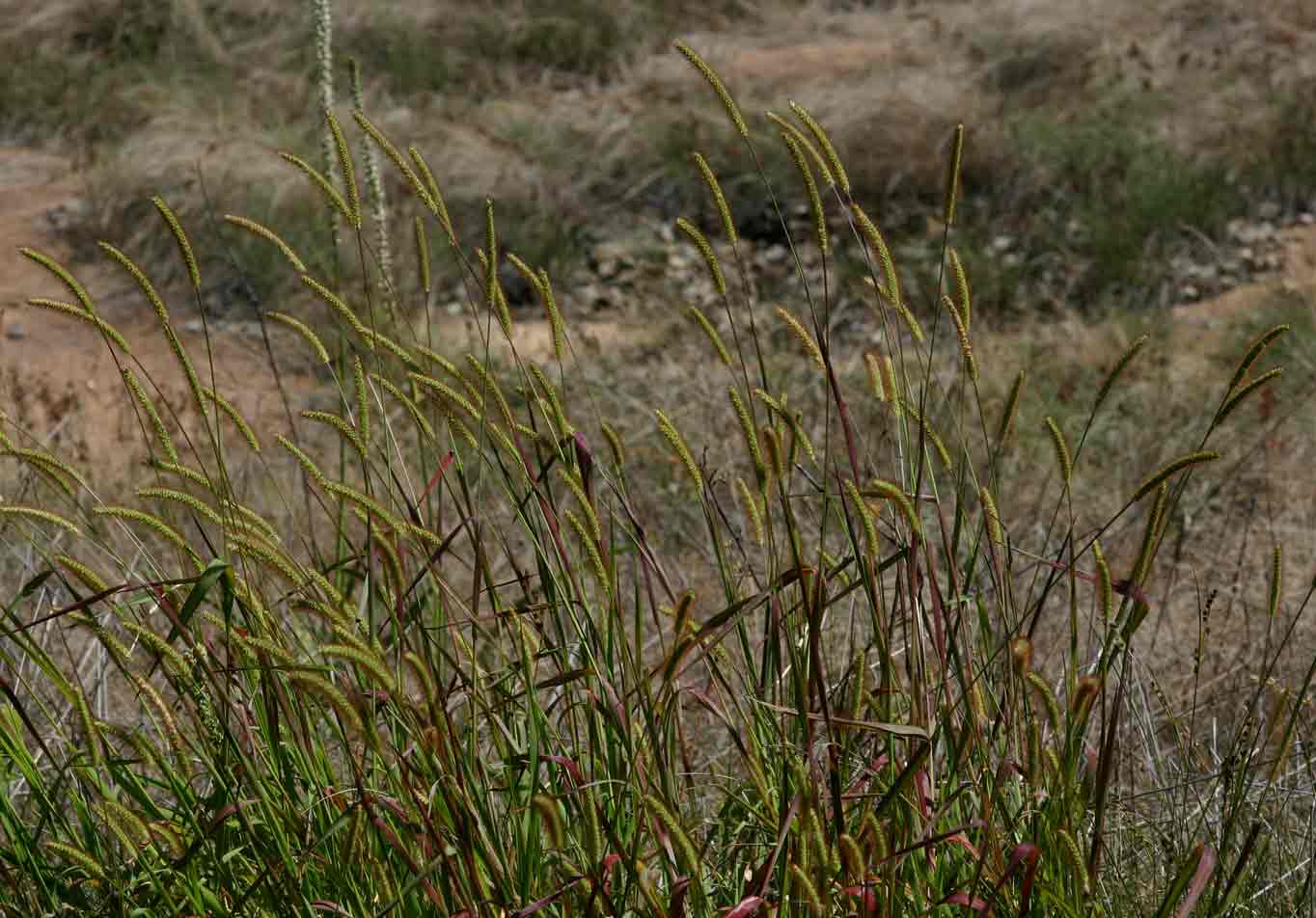 Setaria pumila