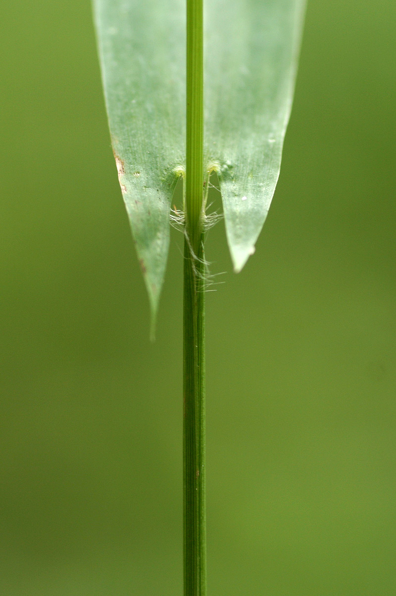 Setaria sagittifolia