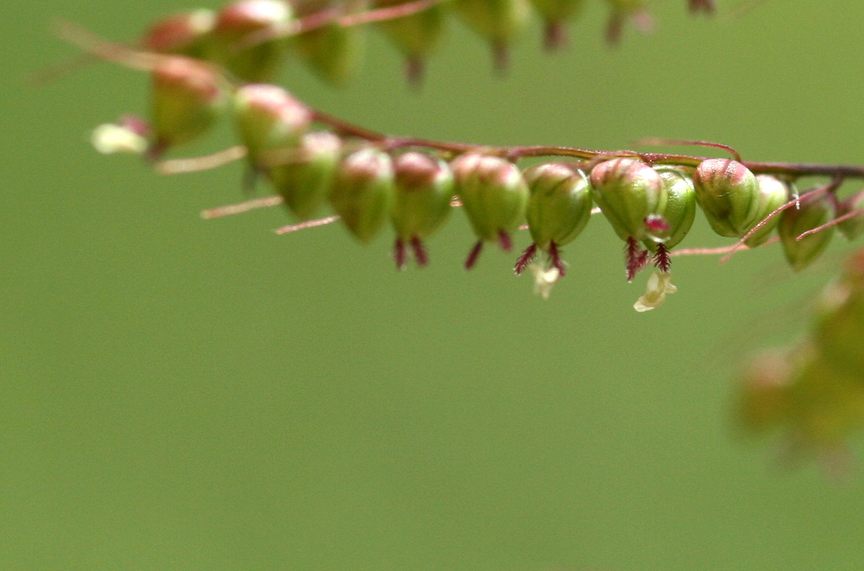 Setaria sagittifolia