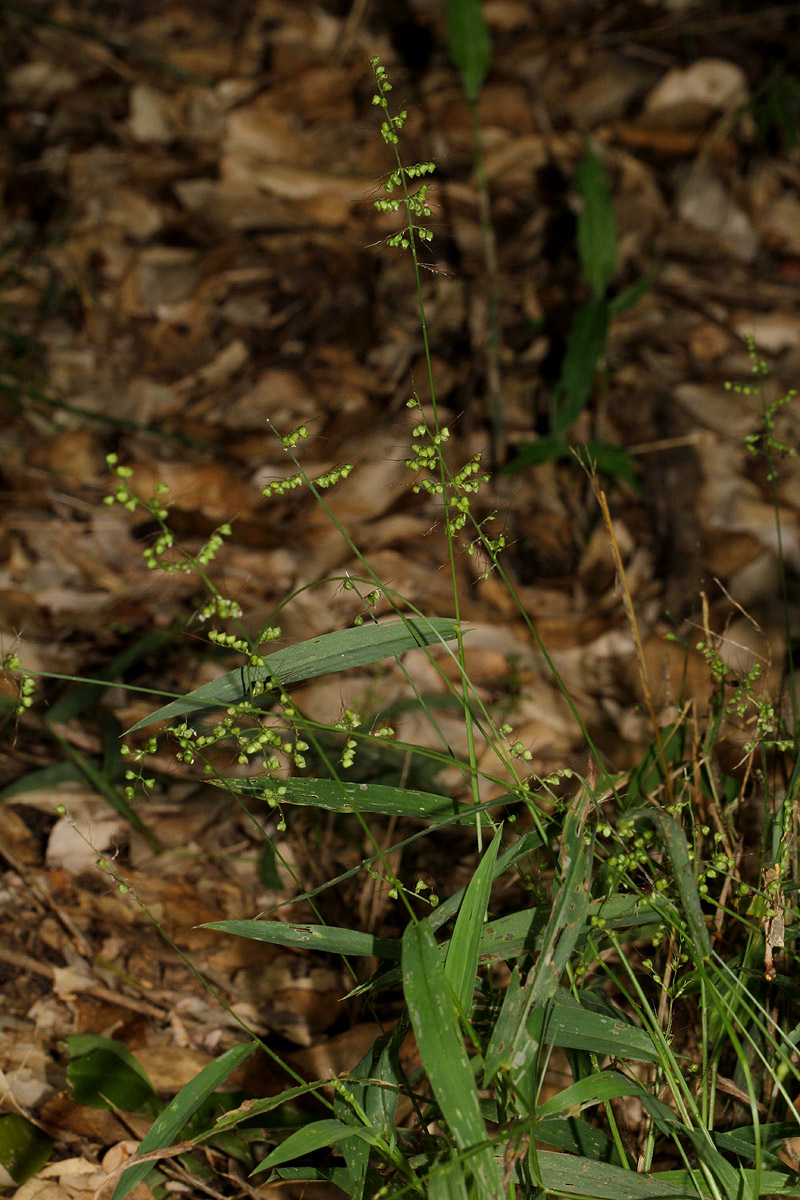 Setaria sagittifolia