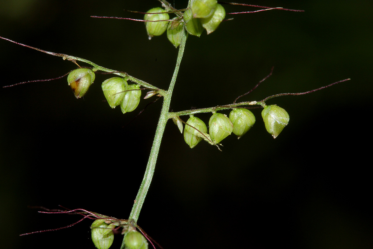 Setaria sagittifolia