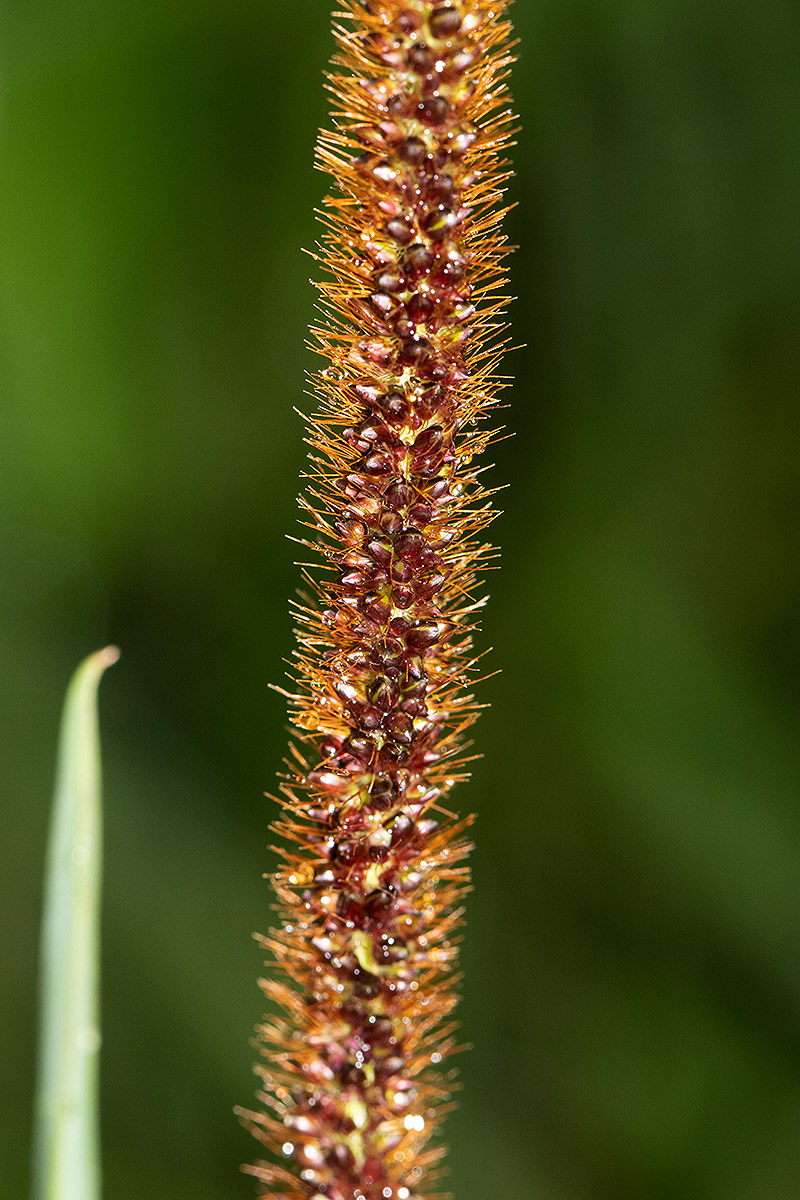 Setaria sphacelata Setaria sphacelata