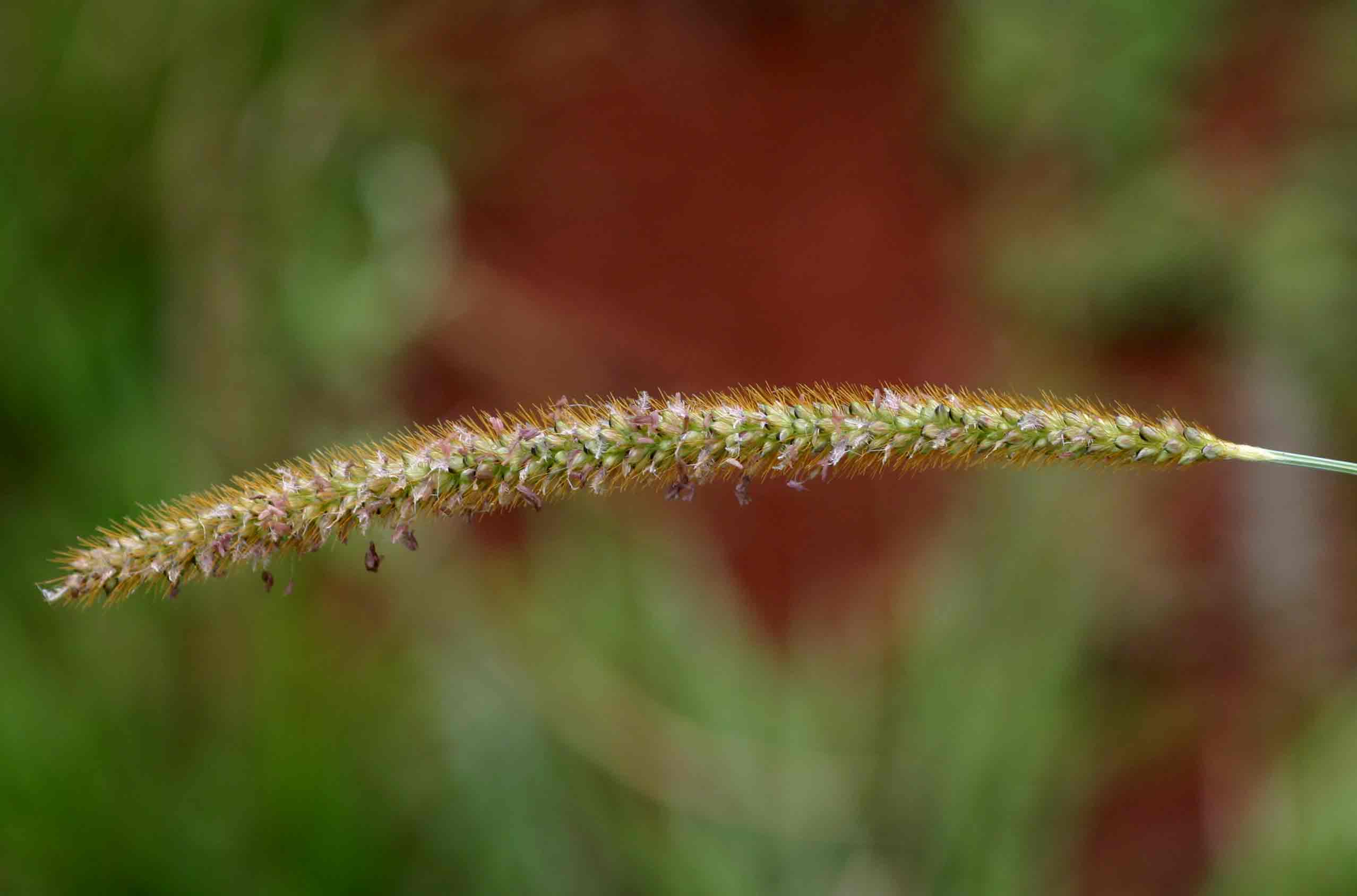 Setaria sphacelata