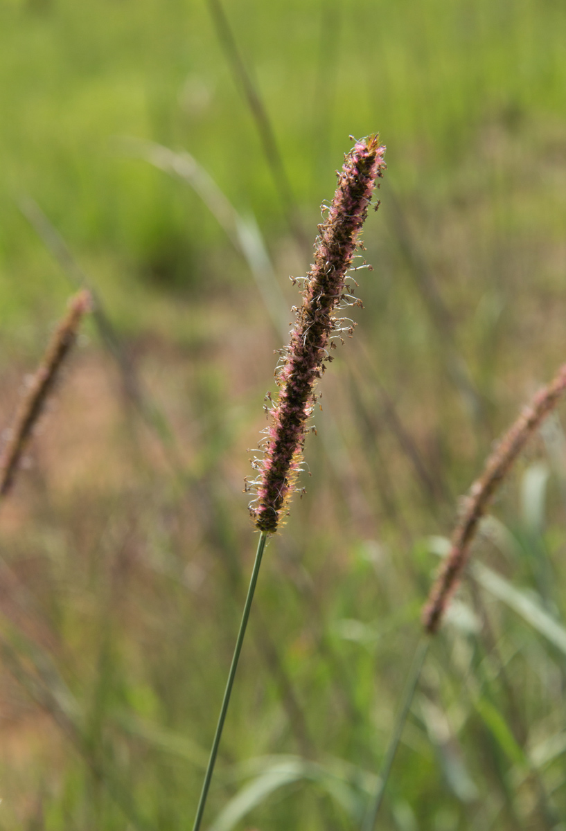 Setaria sphacelata
