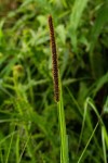 Setaria sphacelata