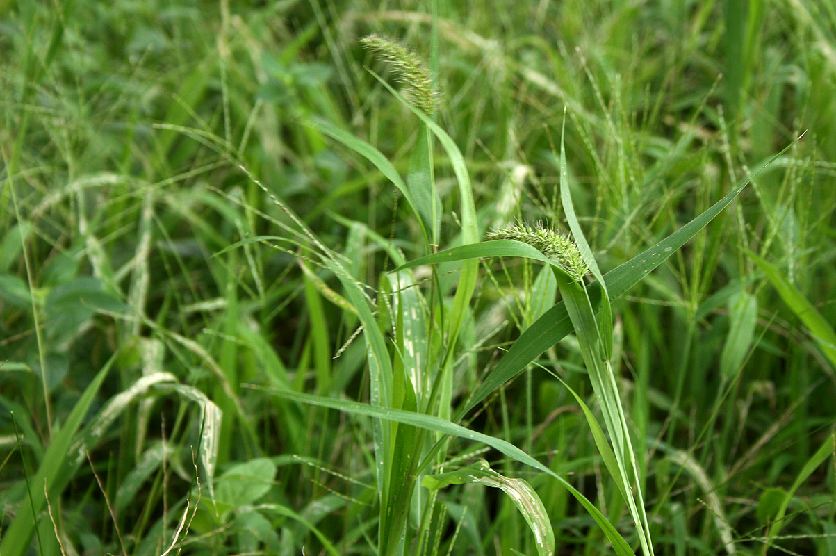 Setaria verticillata Setaria verticillata