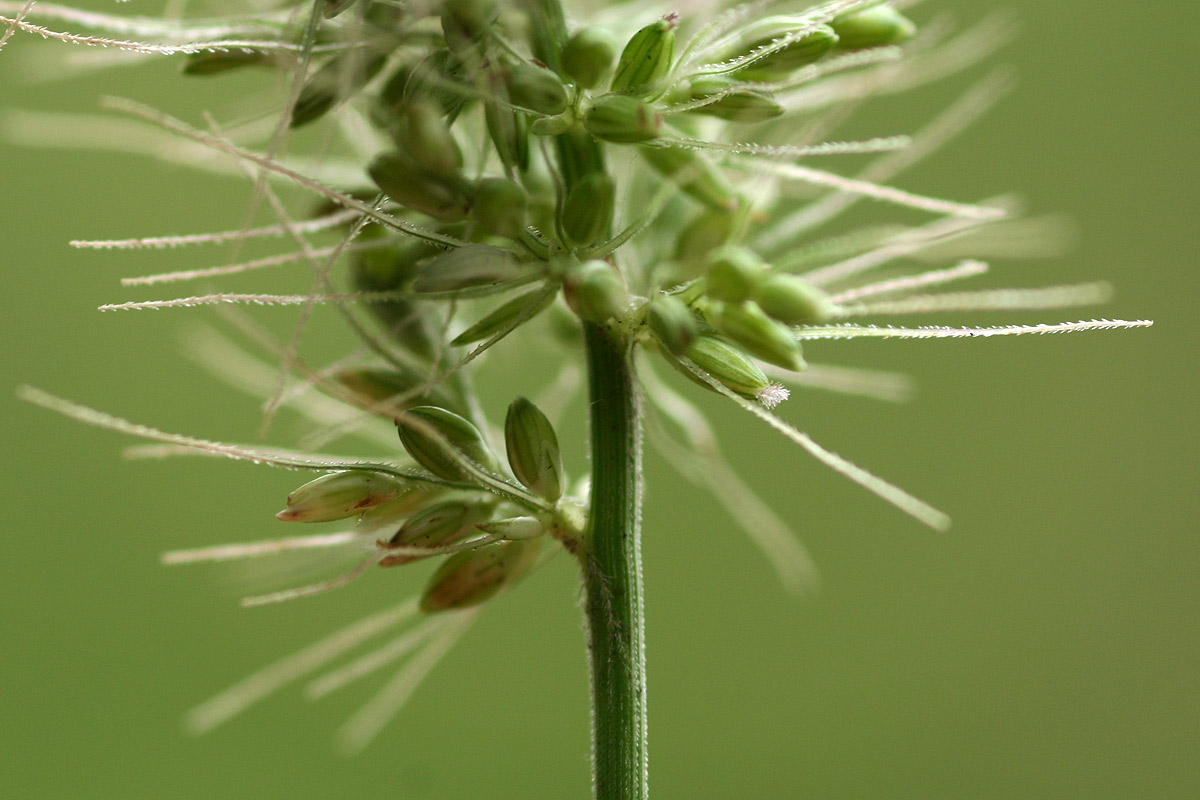 Setaria verticillata