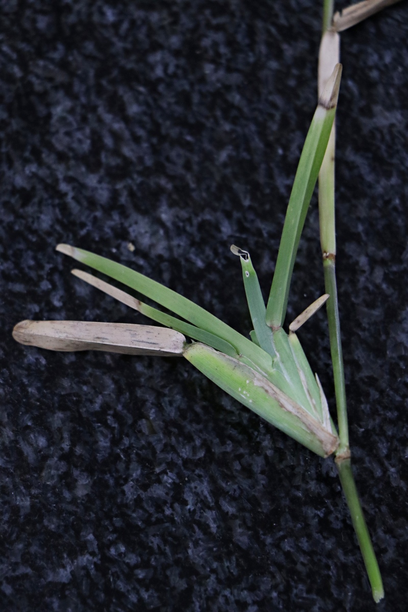 Stenotaphrum dimidiatum