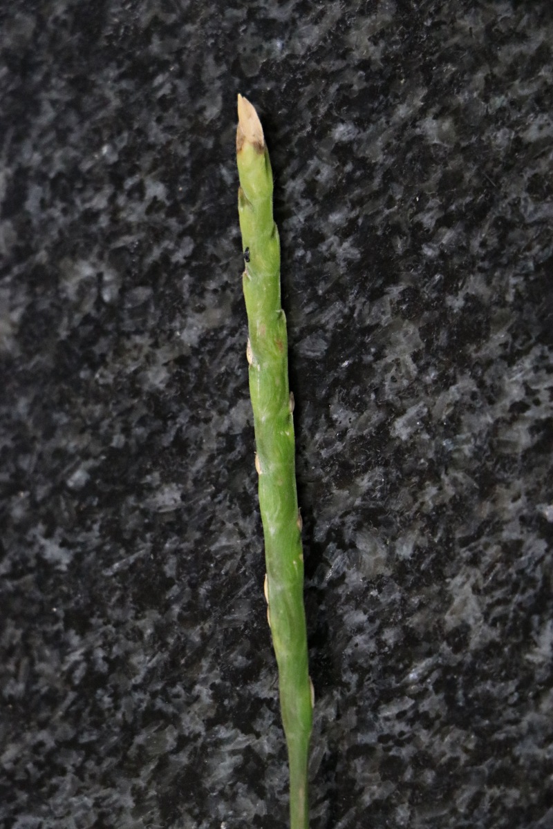 Stenotaphrum dimidiatum