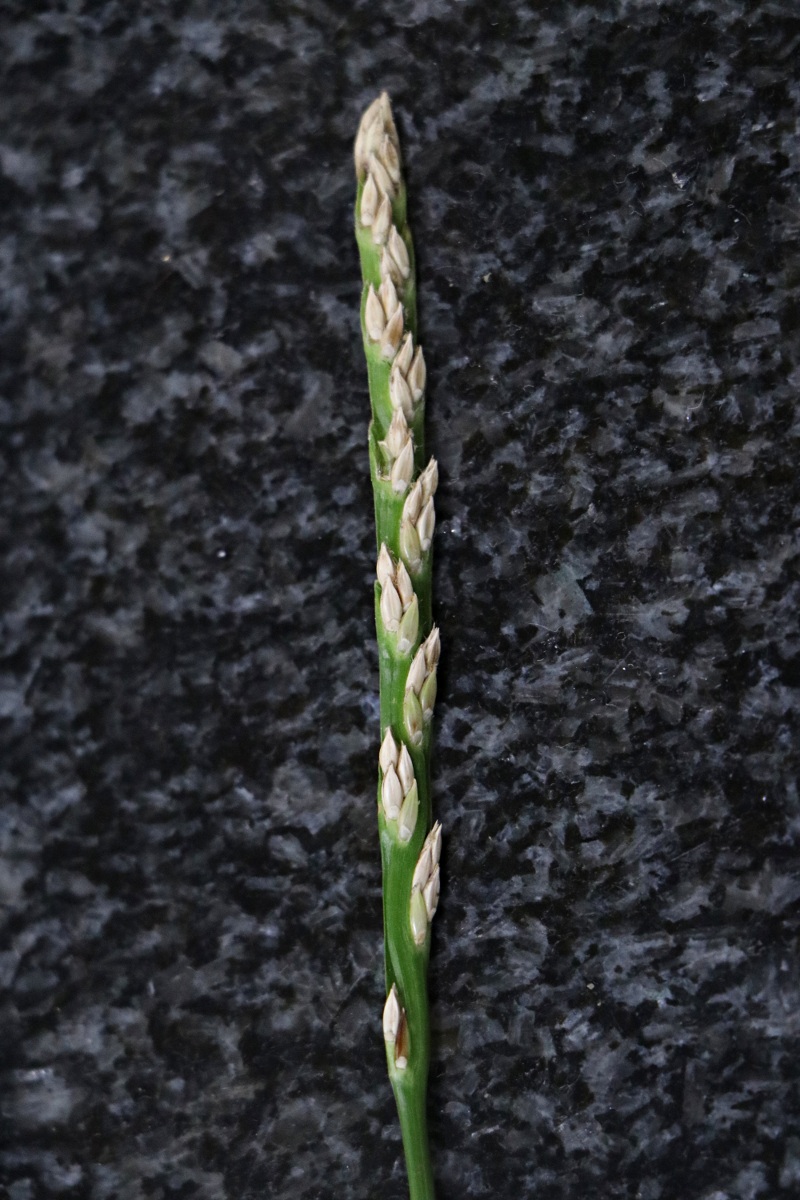 Stenotaphrum dimidiatum