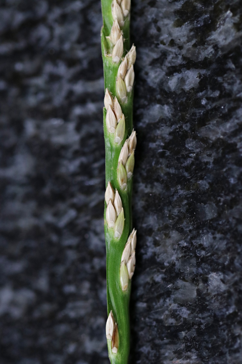 Stenotaphrum dimidiatum