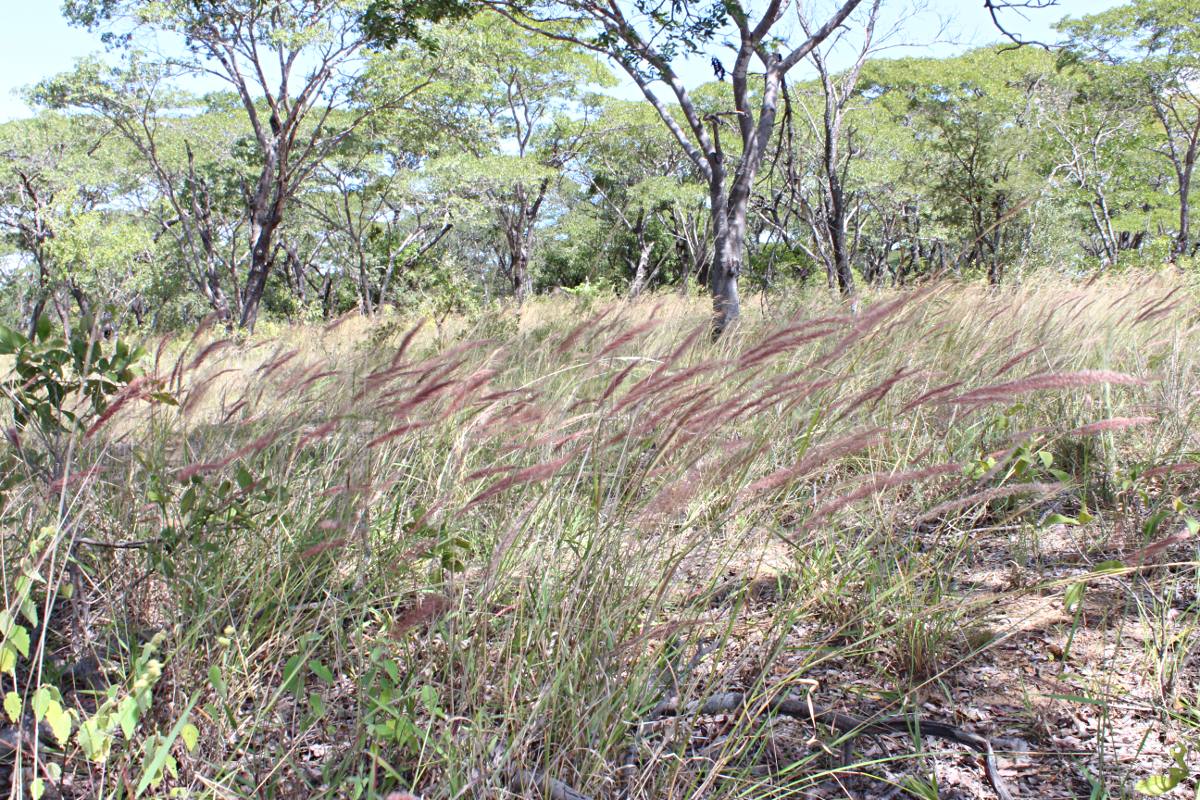 Melinis longiseta subsp. longiseta