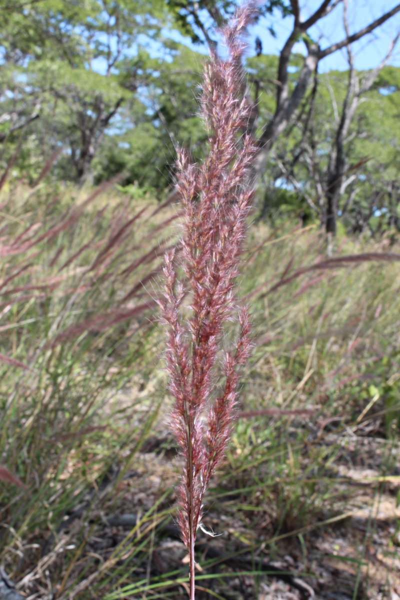 Melinis longiseta subsp. longiseta