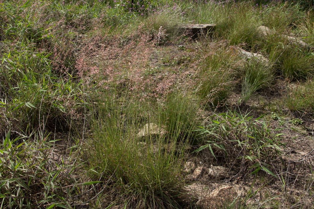 Melinis nerviglumis Melinis nerviglumis