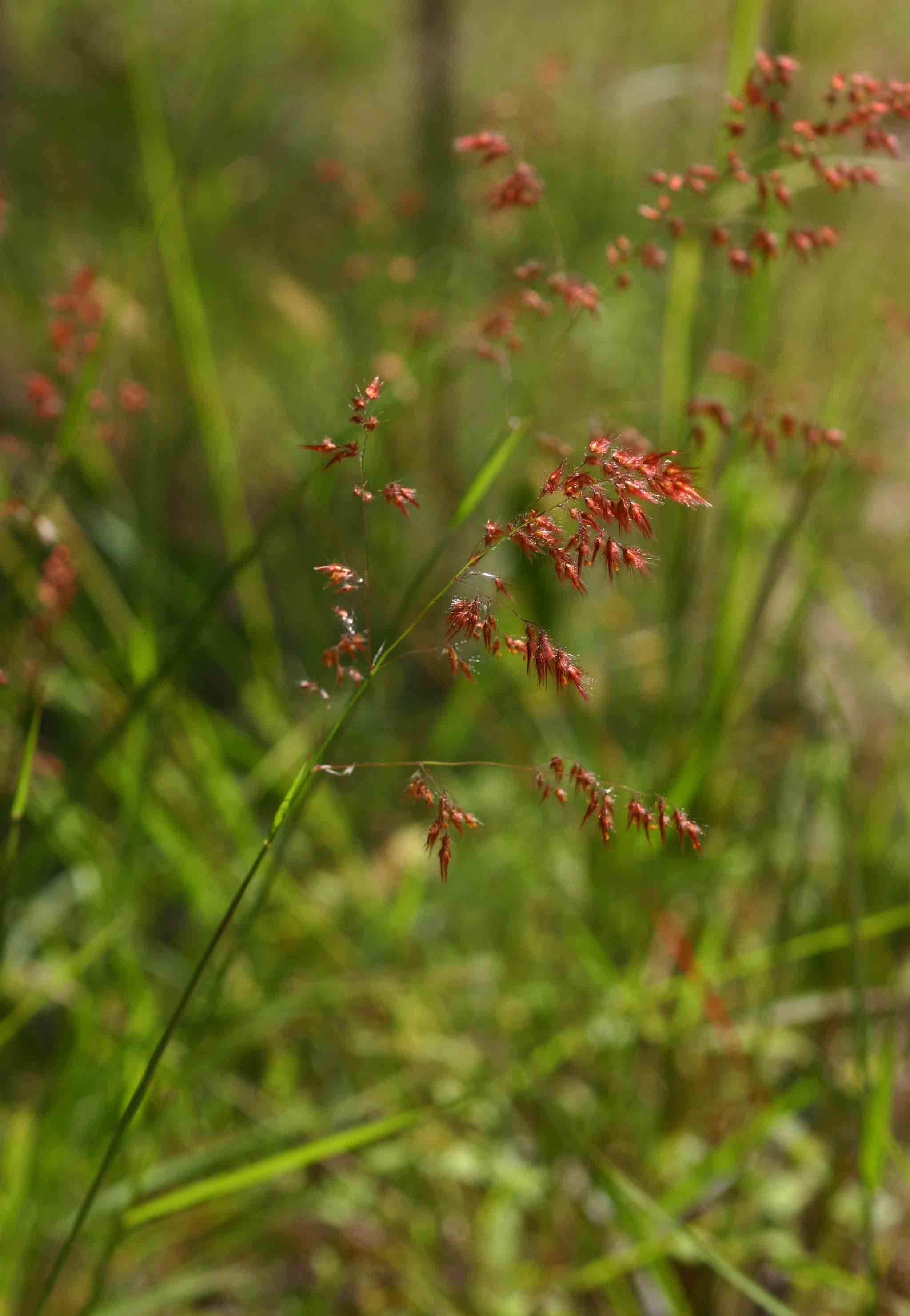 Melinis repens subsp. repens Melinis repens subsp. repens