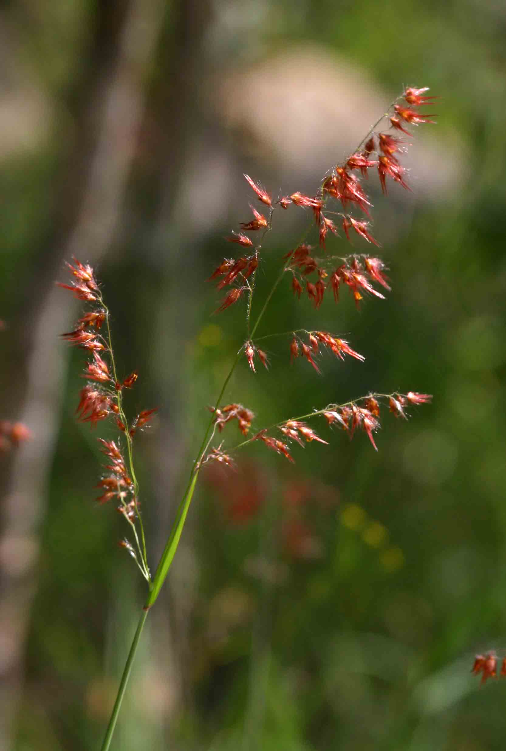 Melinis repens subsp. repens
