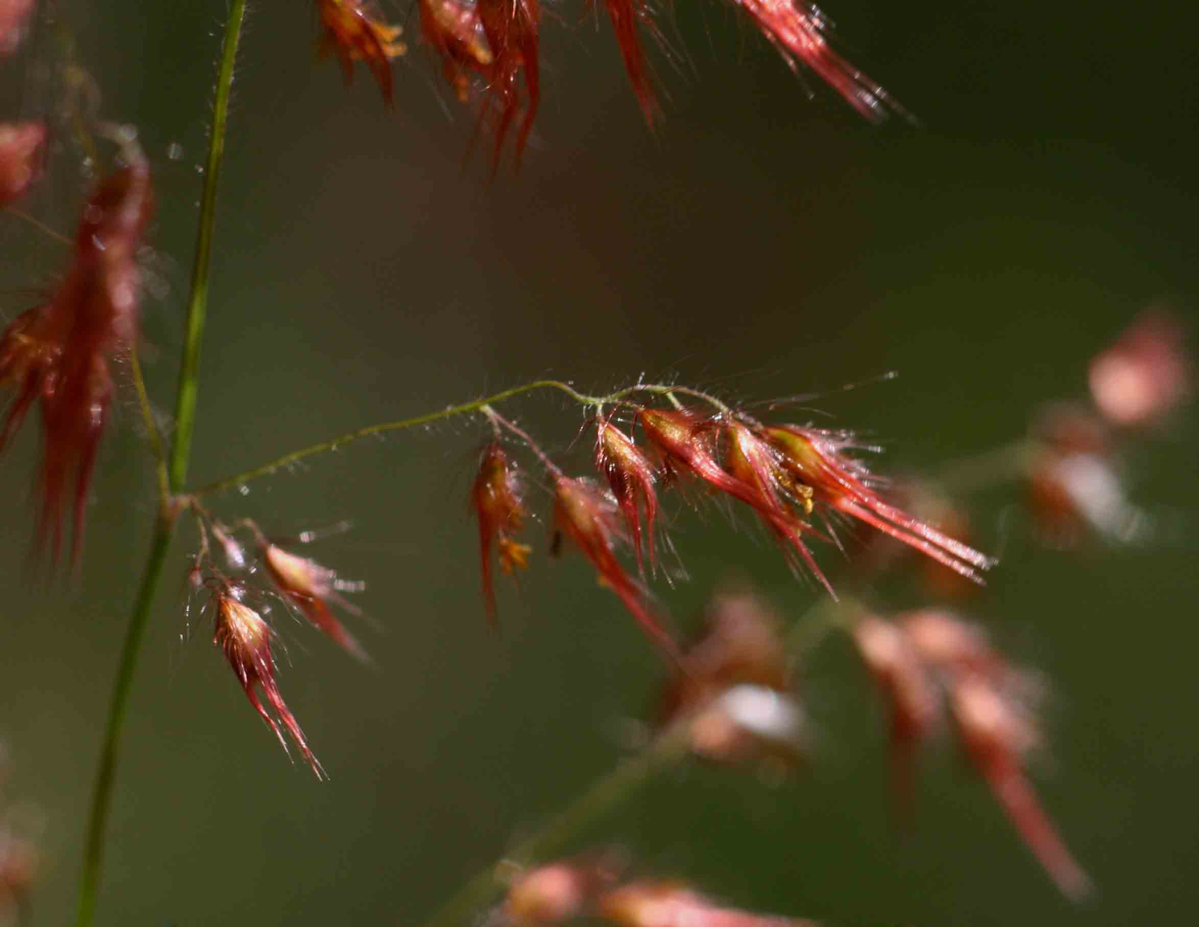 Melinis repens subsp. repens Melinis repens subsp. repens