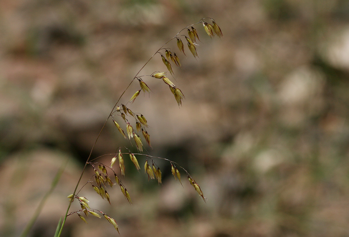 Melinis repens subsp. repens Melinis repens subsp. repens