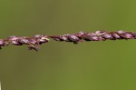 Digitaria gazensis
