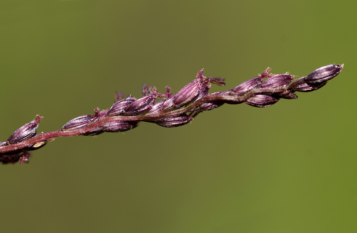 Digitaria gazensis