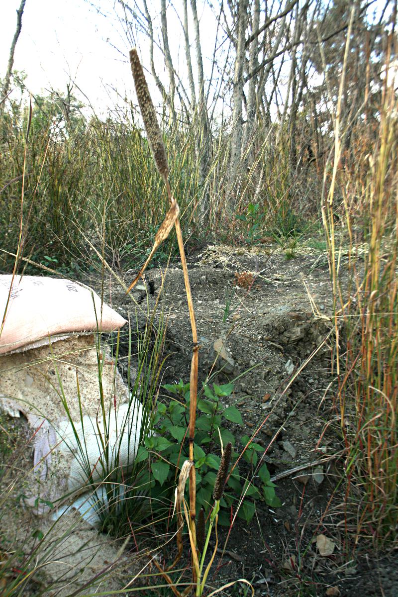 Cenchrus americanus Cenchrus americanus