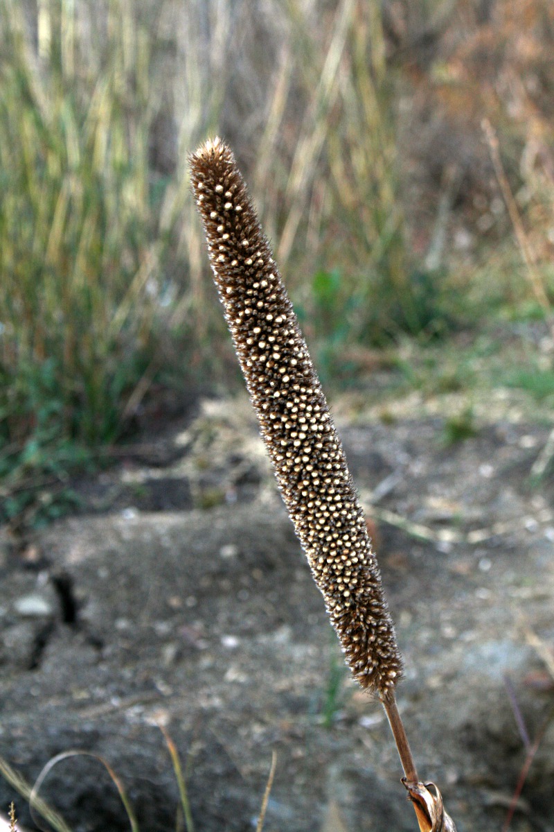Cenchrus americanus Cenchrus americanus