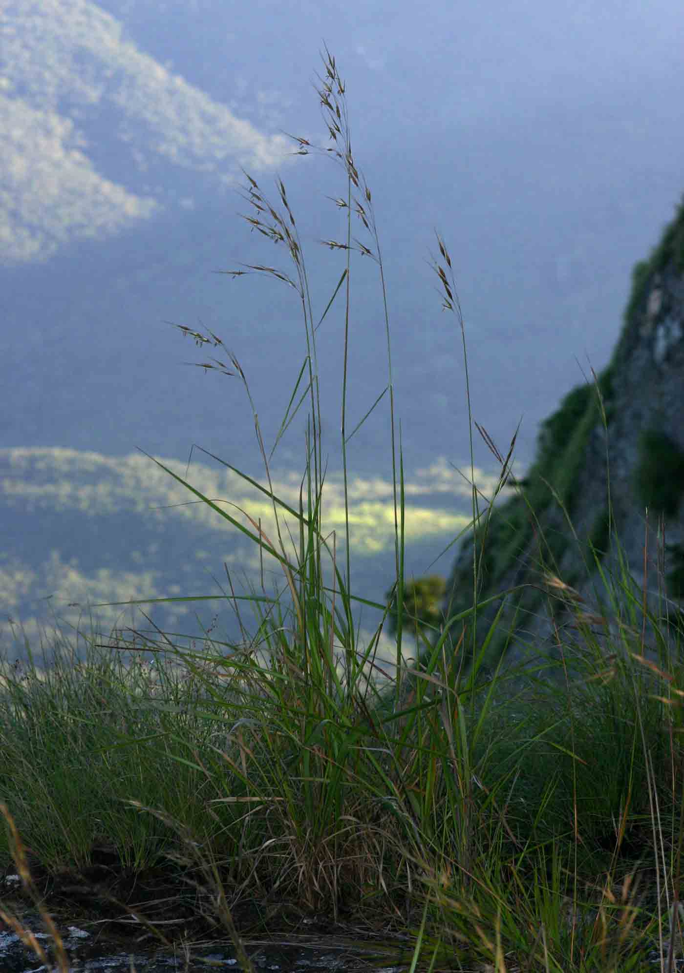 Tristachya nodiglumis Tristachya nodiglumis