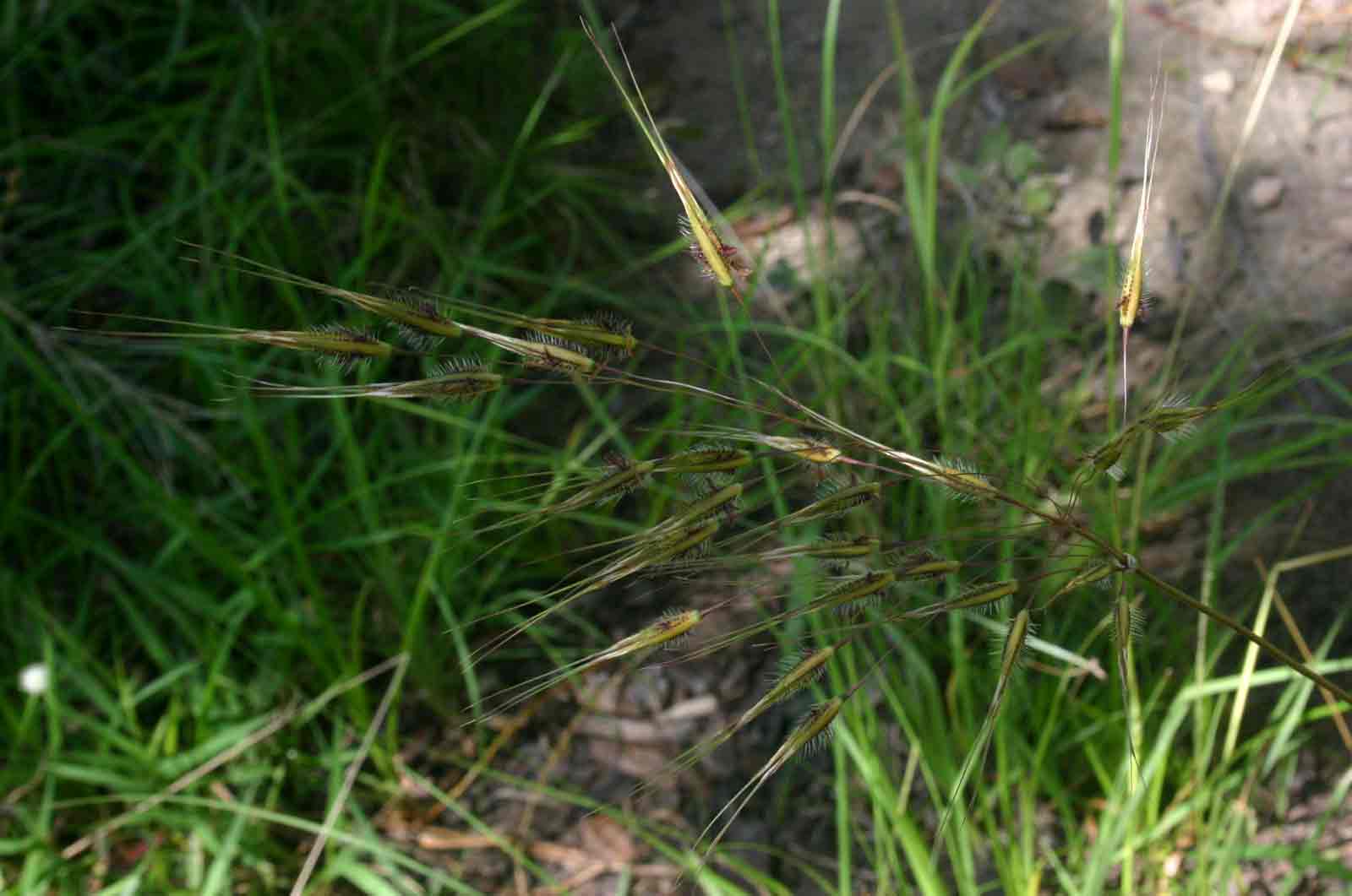 Tristachya nodiglumis