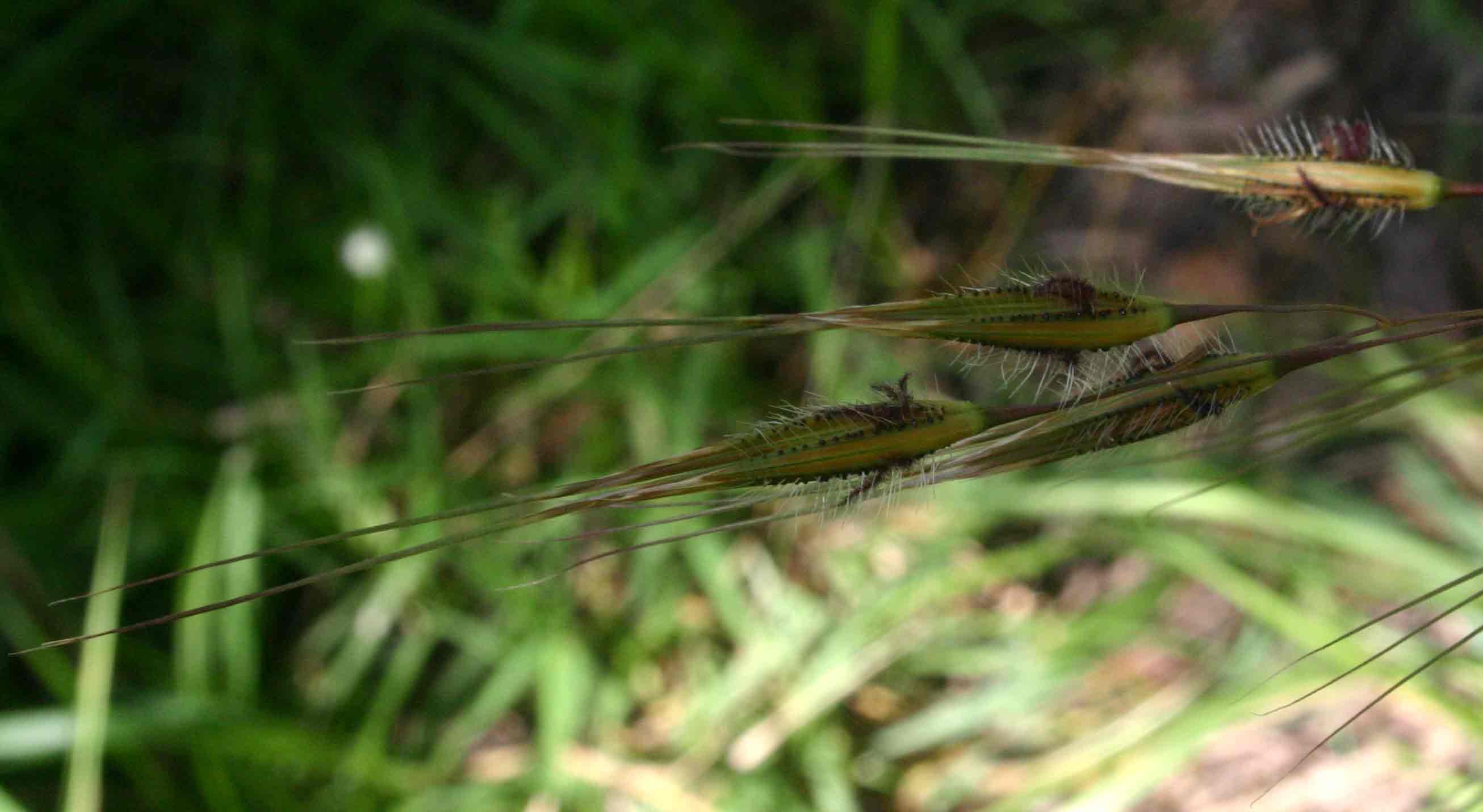 Tristachya nodiglumis