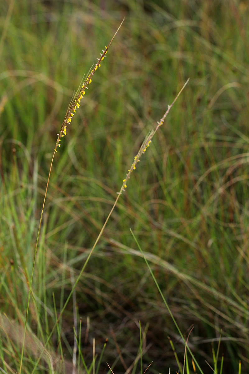 Trachypogon spicatus