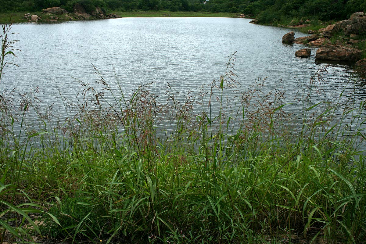 Sorghum arundinaceum