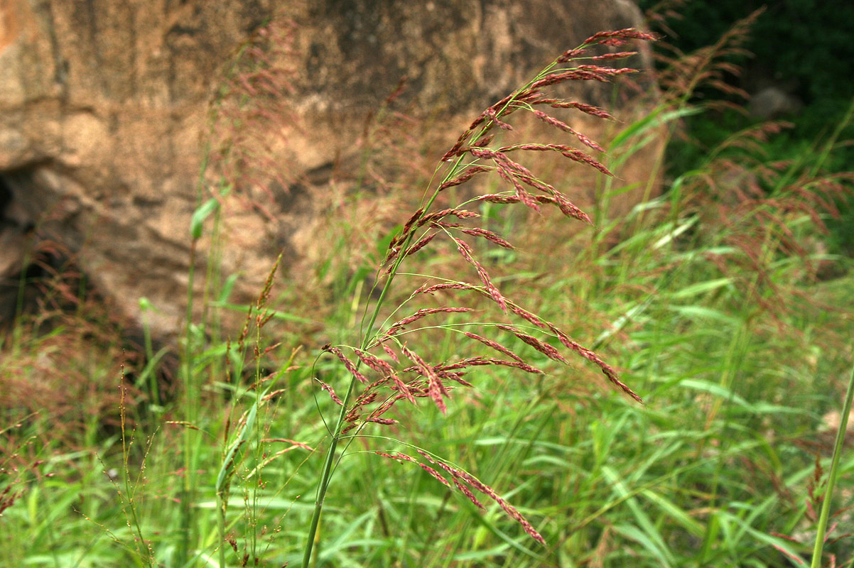 Sorghum arundinaceum