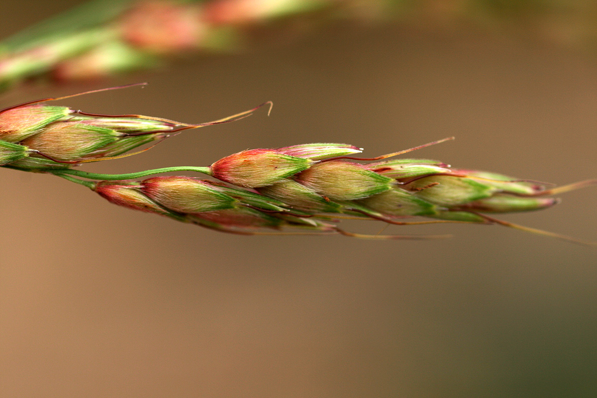 Sorghum arundinaceum