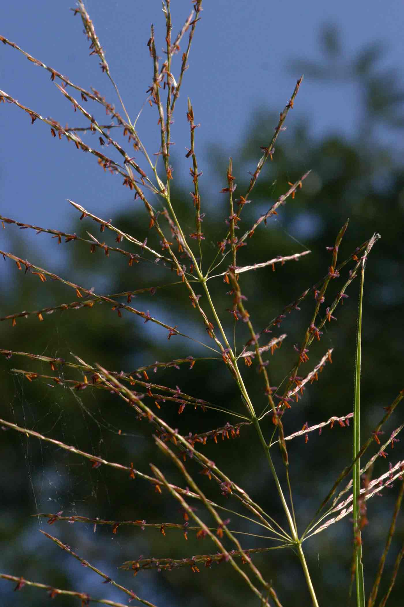 Chrysopogon nigritanus Chrysopogon nigritanus