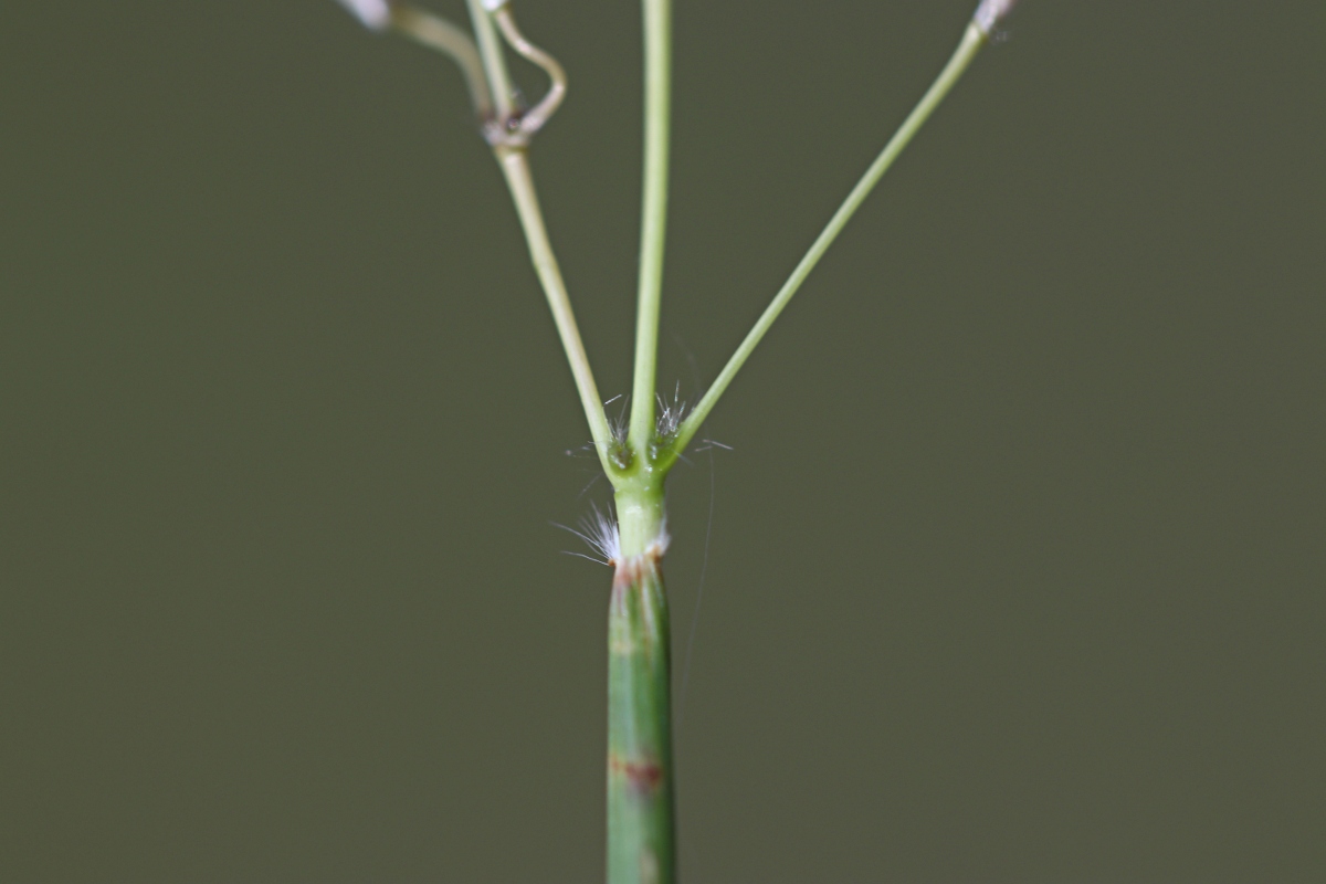Bothriochloa insculpta Bothriochloa insculpta