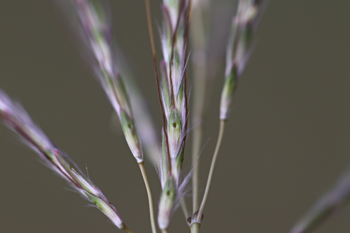 Bothriochloa insculpta Bothriochloa insculpta