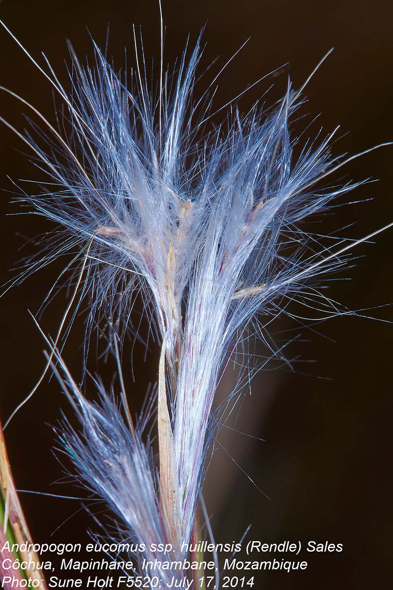 Andropogon eucomus subsp. huillensis