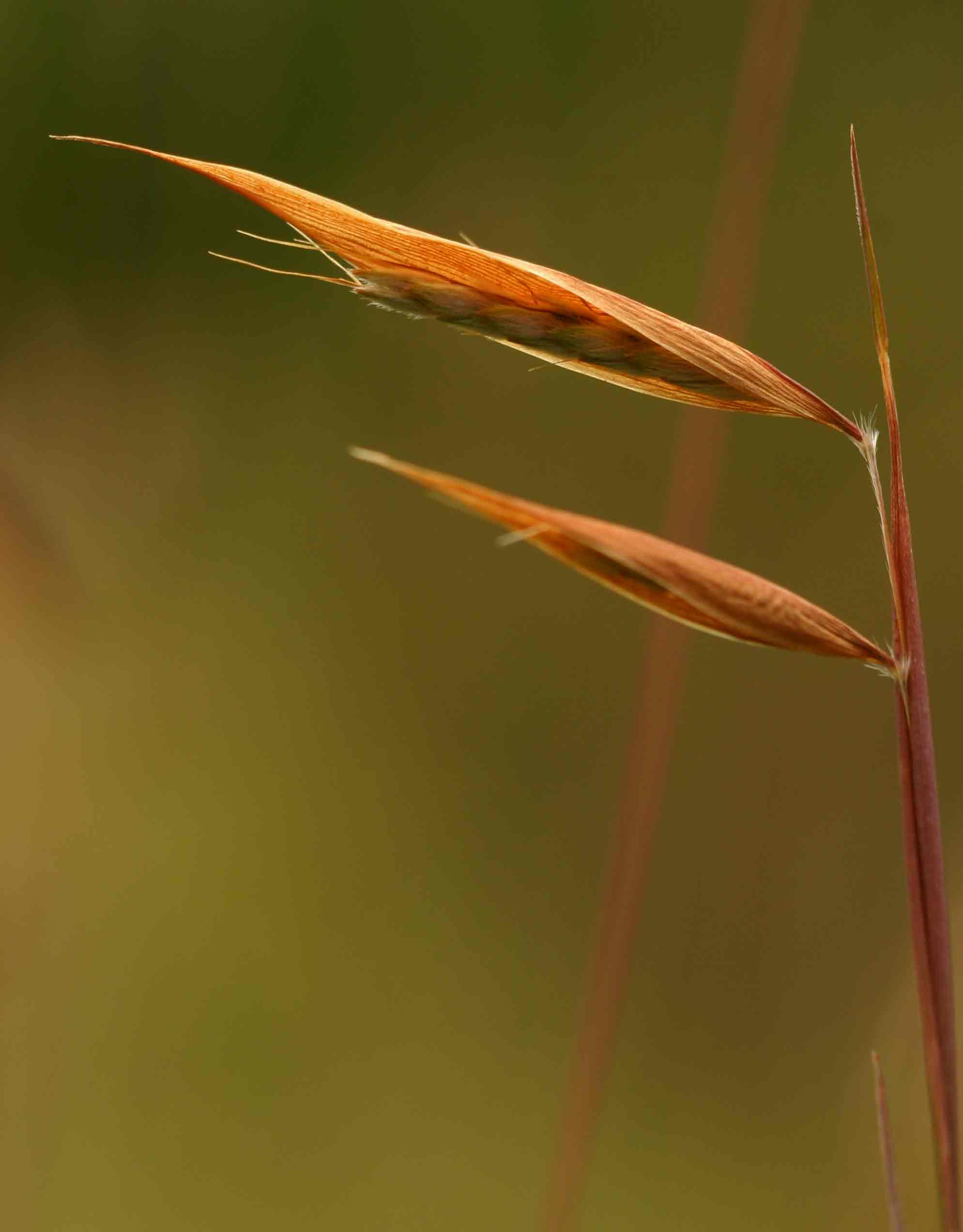 Monocymbium ceresiiforme